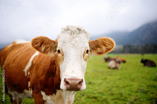 Cow in European meadow near famous castle Neuschwanstein. Bavaria, Germany (Deutschland) © Maria Sbytova