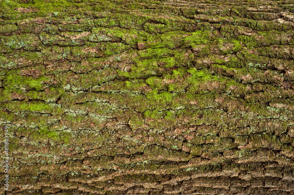 Embossed texture of the brown bark of a tree with green moss and blue lichen on it. Relief creative texture of an old oak bark.