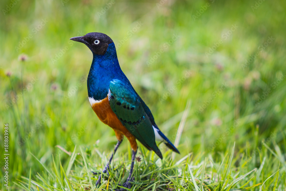 Colored Bird Colored Bird