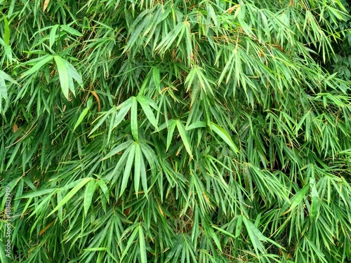 BAMBOO LEAVES