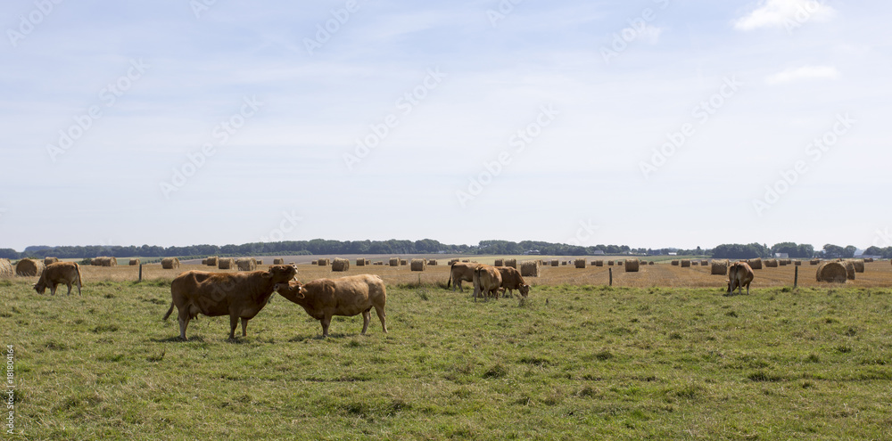 Two cows kissing