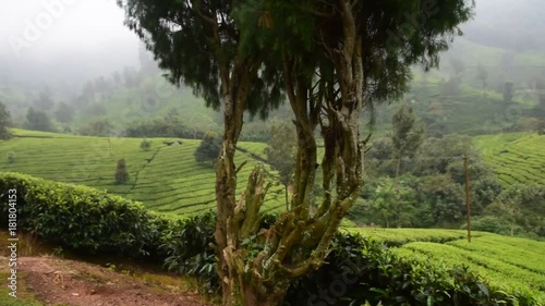 Tea gardens at South Indian 