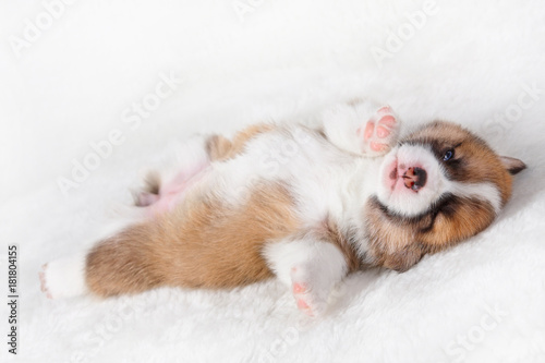 Corgi puppies on white background © ilya