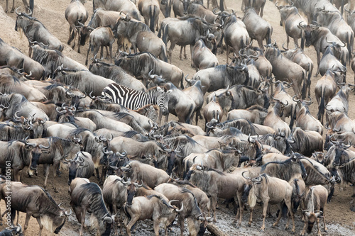 A large group of wildebeest and one zebra gather at the Mara riverbank during the great annual migration.Every year 1.5 million wildebeest make the arduous trek from Tanzania to Kenya © Rixie