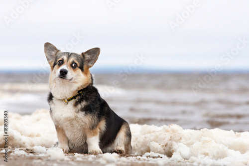 Welsh corgi pembroke n aulice in summer, water, grass