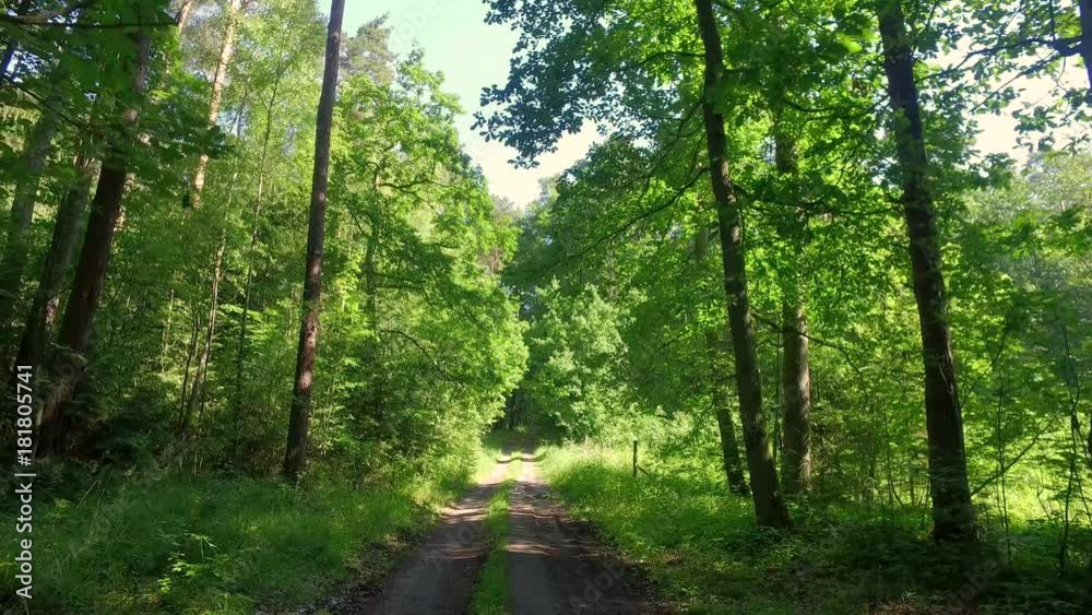 Walking in the middle of forest full green trees in spring Walking in the middle of forest full green trees in spring