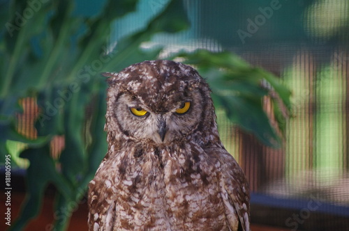 Cape Eagle Owl or Bubo Capensis with mean look photo