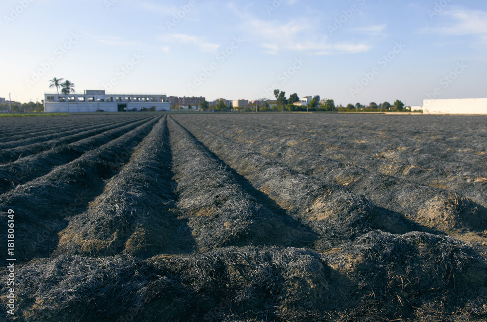 Fields of garden vegetable in Valencia, Huerta de Valencia. Field of tiger nut after was burned. Tiger nut milk is a drink typical of Valencia