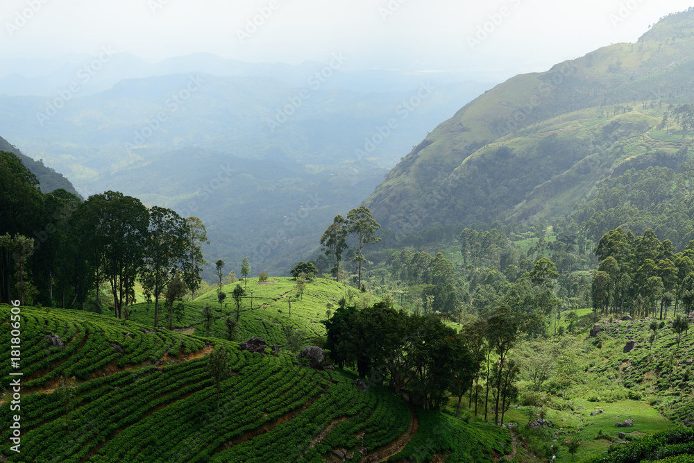 Tea Plantation in the hill country in Sri Lanka,