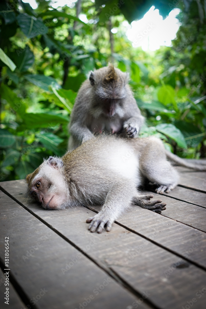 Monkeys in Bali