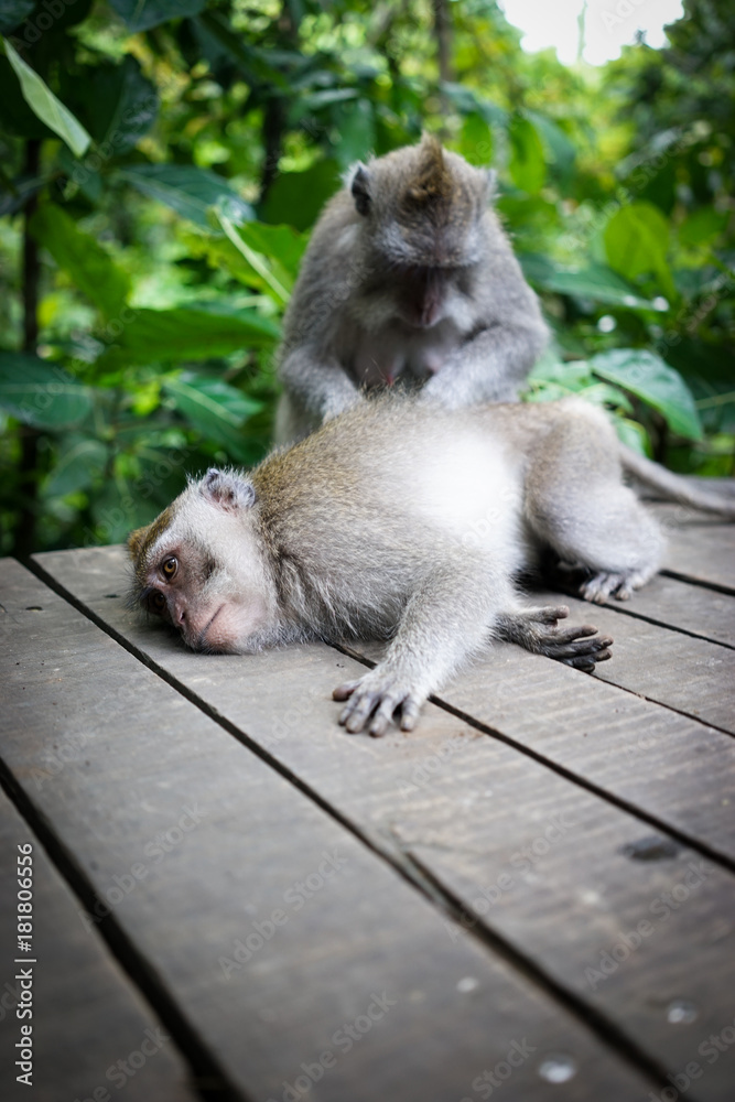 Monkeys in Bali