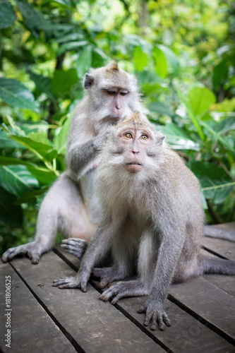 Monkeys in Bali © ezequiel