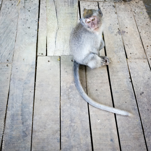 Monkeys in Bali