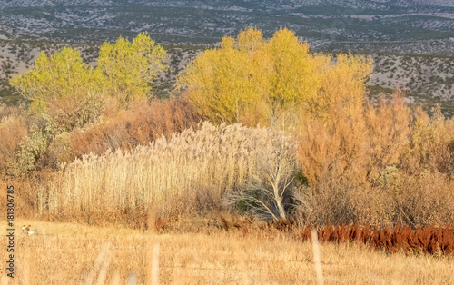 Bosque del Apache landscape - scenic image taken at dawn,