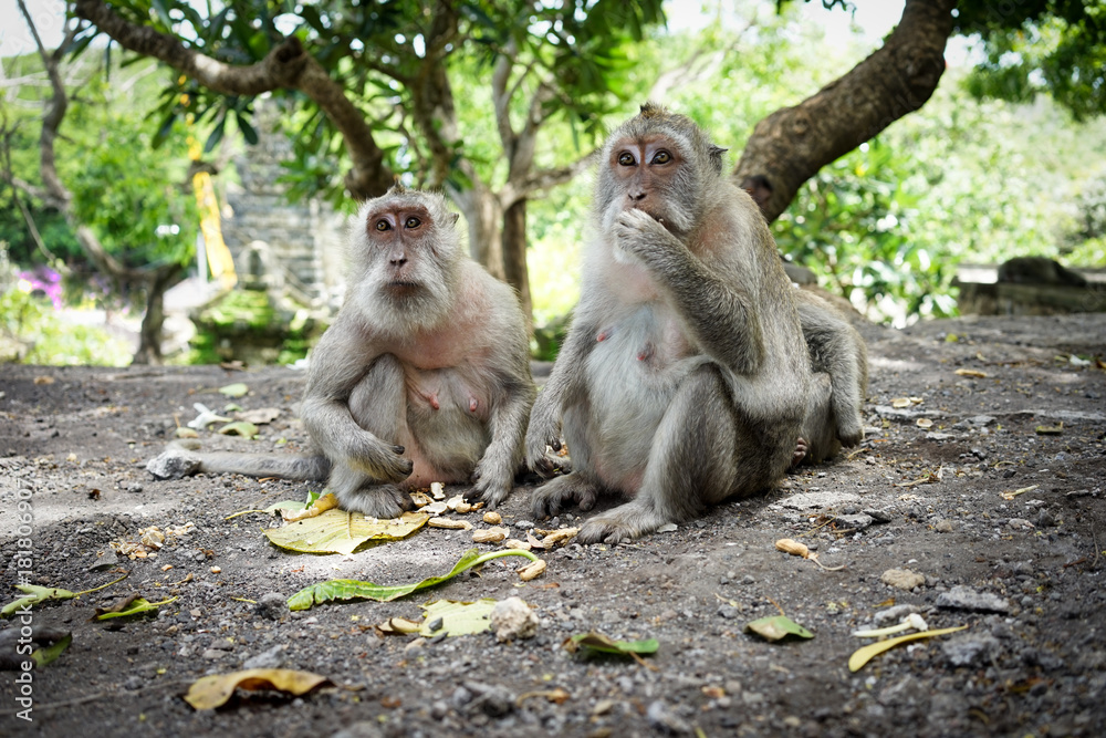 Monkeys in Bali