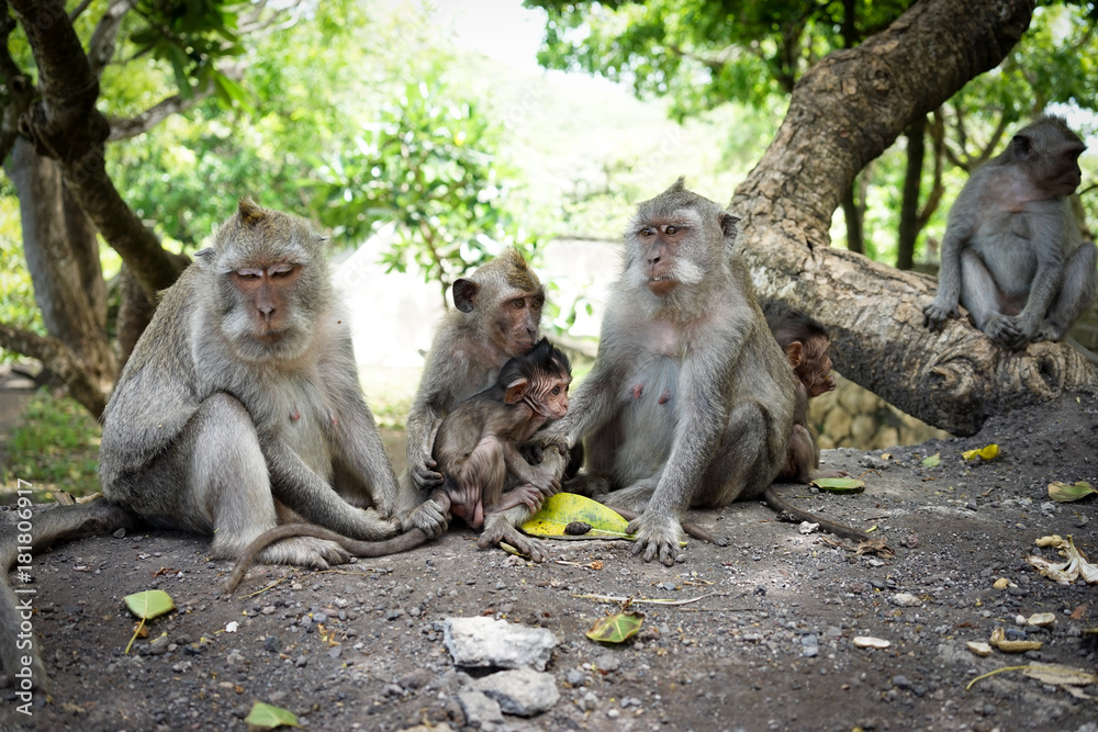 Monkeys in Bali