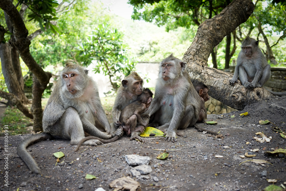 Monkeys in Bali