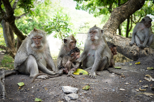 Obraz na płótnie Monkeys in Bali w salonie