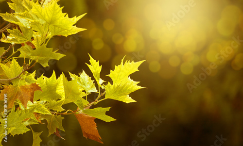 Yellow maple leaves in focus against blurred orange background
