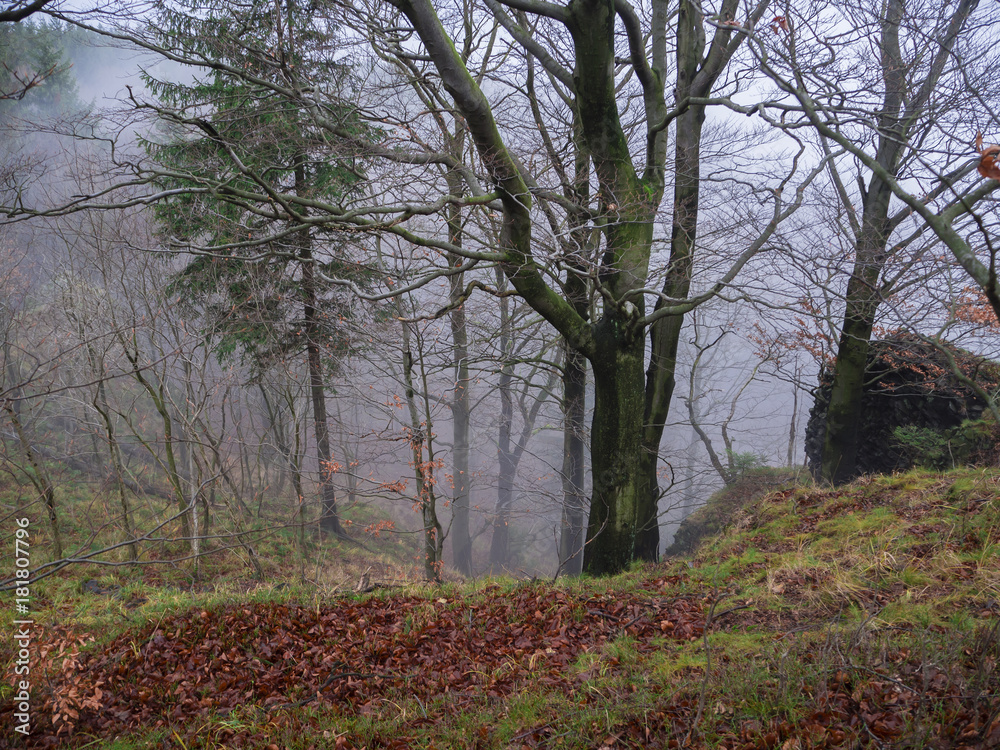 mysterious autumn forest in november misty fog day with fallen leaves and beech tree mysterious autumn forest in november misty fog day with fallen leaves and beech tree