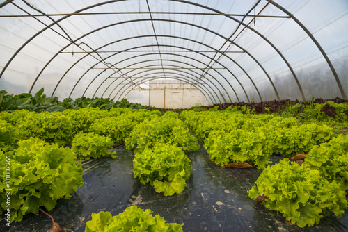 serre/serre avec salades