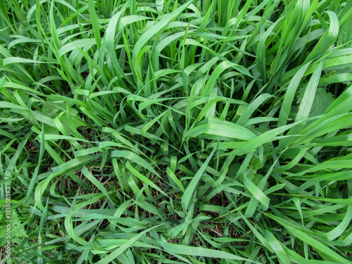 Herbaceous background of juicy high green couch grass close-up. Fresh young bright grass Elymus repens creates the effect of a beautiful herbal texture