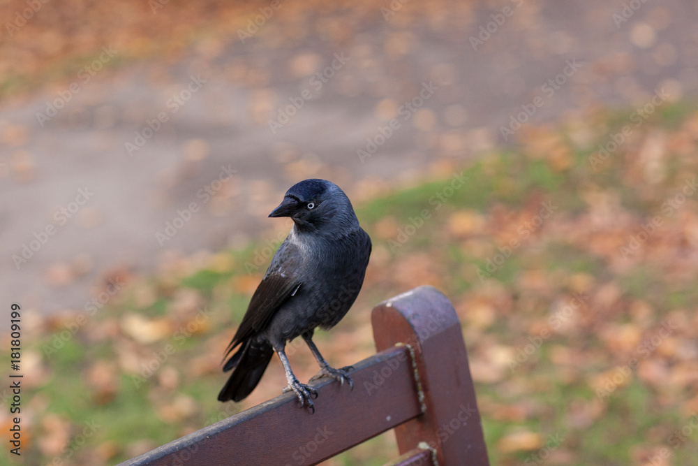 Obraz premium Crow Standing On Park Bench