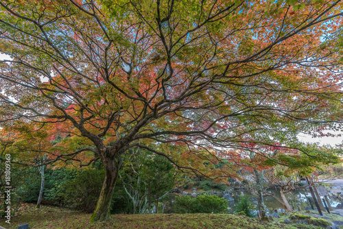 Momiji (Maple tree) Autumn colors, Fall foliage at Maruyama park (Maruyama-Kouen) Located near Yasaka shrine, Kyoto, Japan