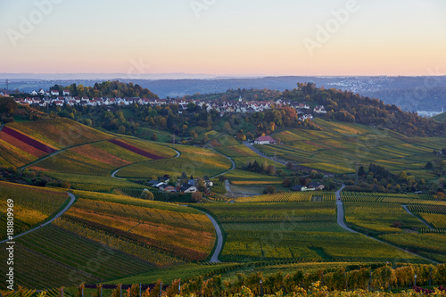 Vineyards in Stuttgart / colorful wine growing region in the south of Germany with view over Neckar Valley © marako85