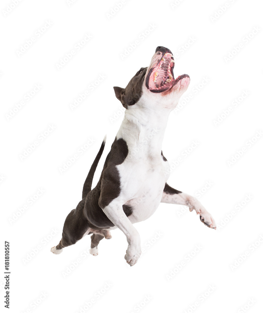 American pit bull terrier jumps for food on a white background in studio isolated