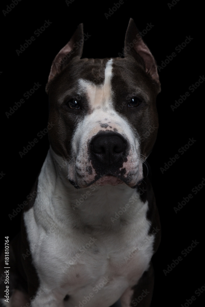 American pit bull terrier on a black background in studio closeup- isolate