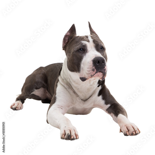 American pit bull terrier lies on a white background in studio