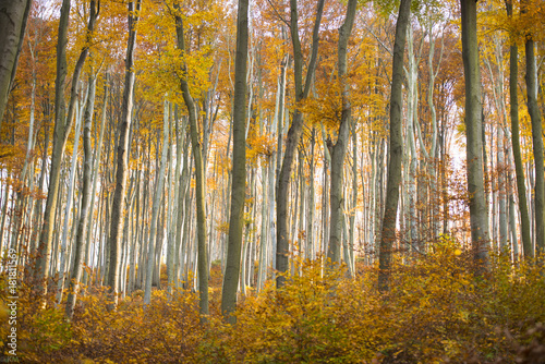 Herbstwald mit buntem Laub