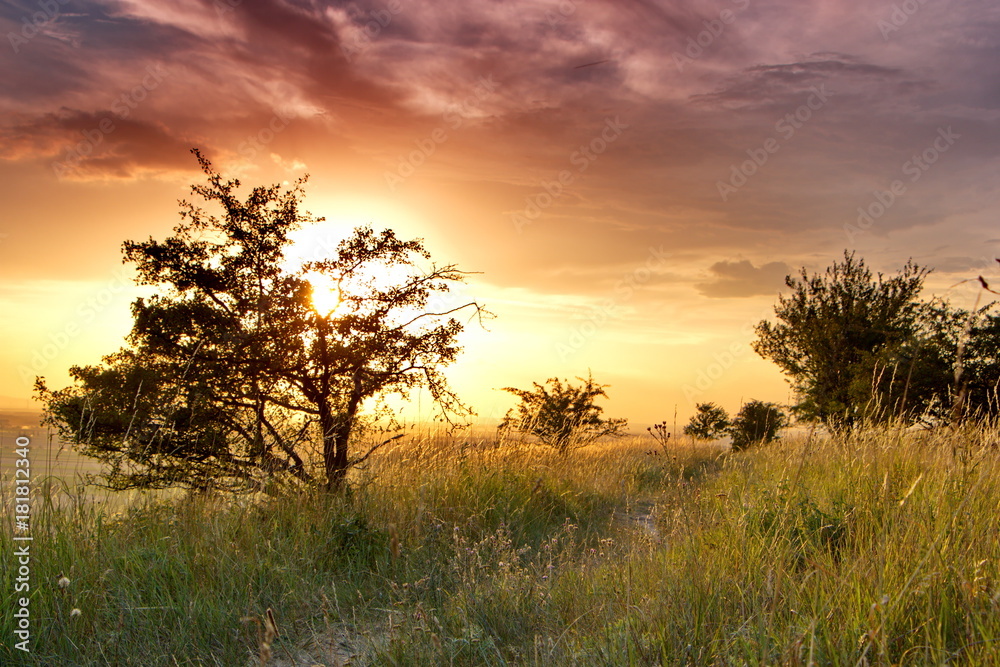 sunset over the meadow with small tress