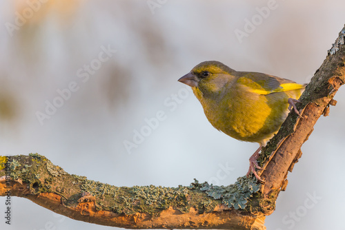 Colorful green-finch bird perched on twig partially without bark photo