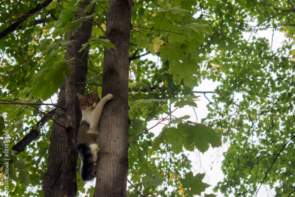 Fototapeta premium scared cat on the tree