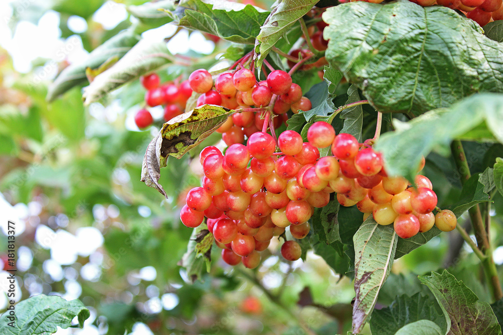 Fototapeta premium Summer. Autumn. viburnum