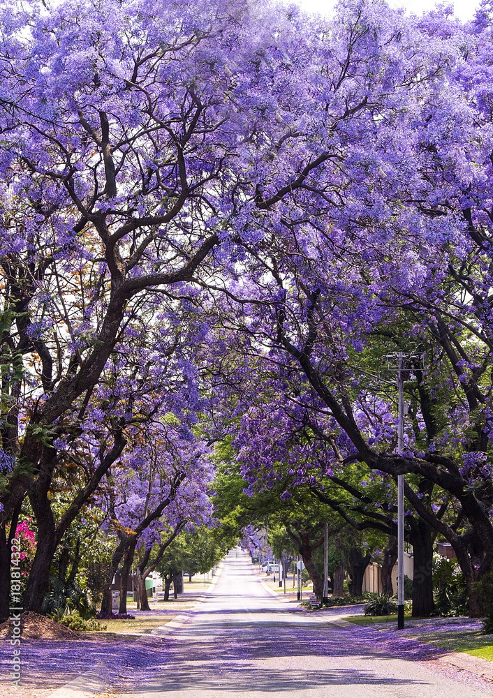 Street of beautiful purple vibrant jacaranda in bloom. Spring in South Africa. Pretoria.