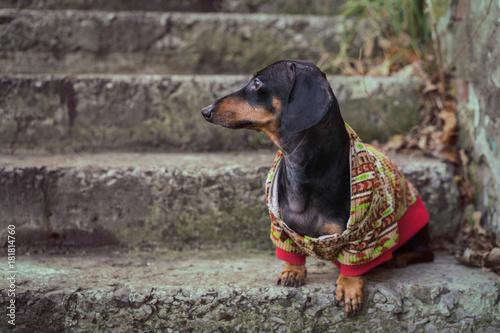 Cute dog of  dachshund breed, black and tan, in colored clothes (sweater, jacket) sits urban on a staircase  in the city