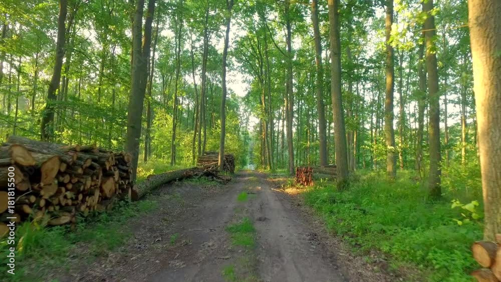 Beautiful summer in green the forest in Poland, Europe Beautiful summer in green the forest in Poland, Europe