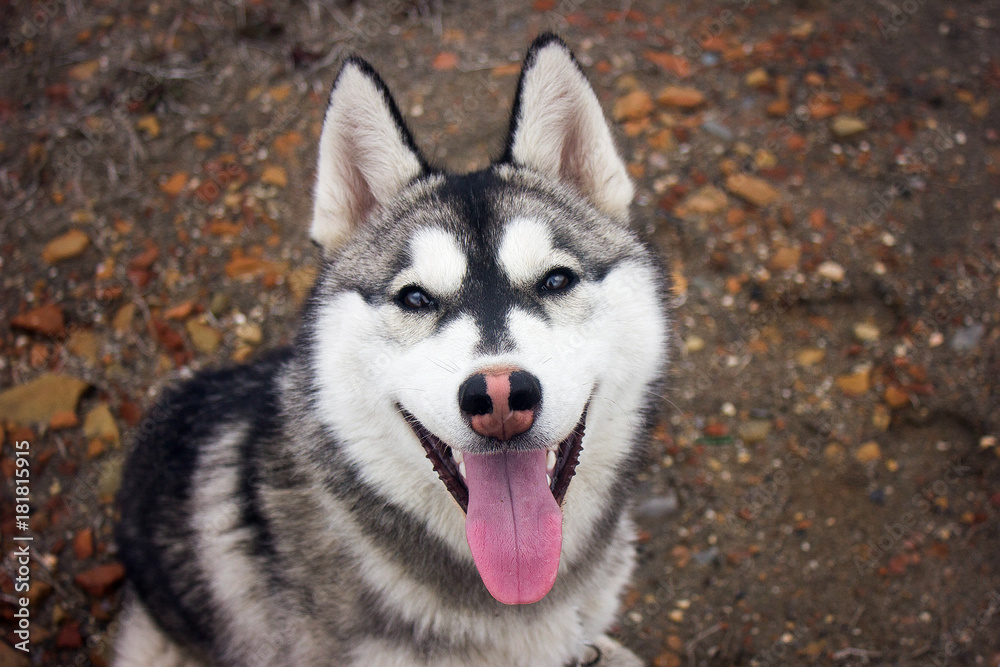 Dog. Siberian husky.  The dog on the walk. The Siberian husky hails from a vast snowy expanses of Siberia. In the veins of the divinely beautiful husky flows the blood of wolves and dogs.