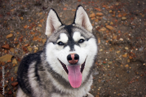 Dog. Siberian husky.  The dog on the walk. The Siberian husky hails from a vast snowy expanses of Siberia. In the veins of the divinely beautiful husky flows the blood of wolves and dogs.