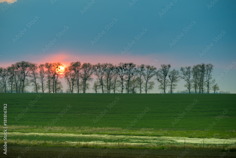 Sun during sunset behind trees