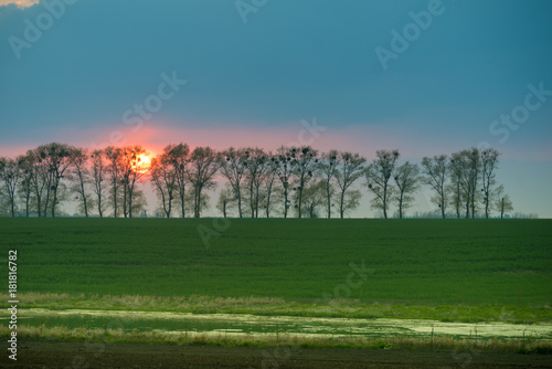 Sun during sunset behind trees