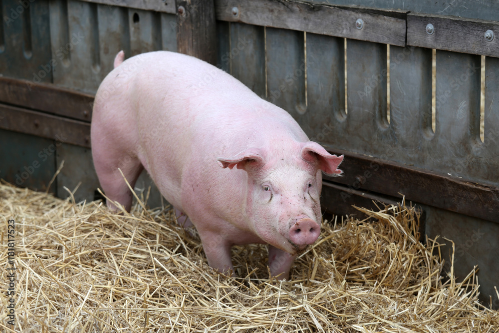 Pink colored domestic pig breeding at animal farm Pink colored domestic pig breeding at animal farm
