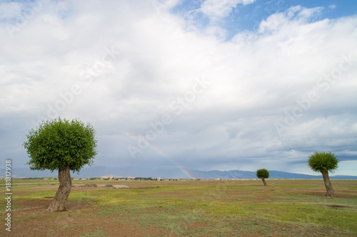 Field tree and blue sky