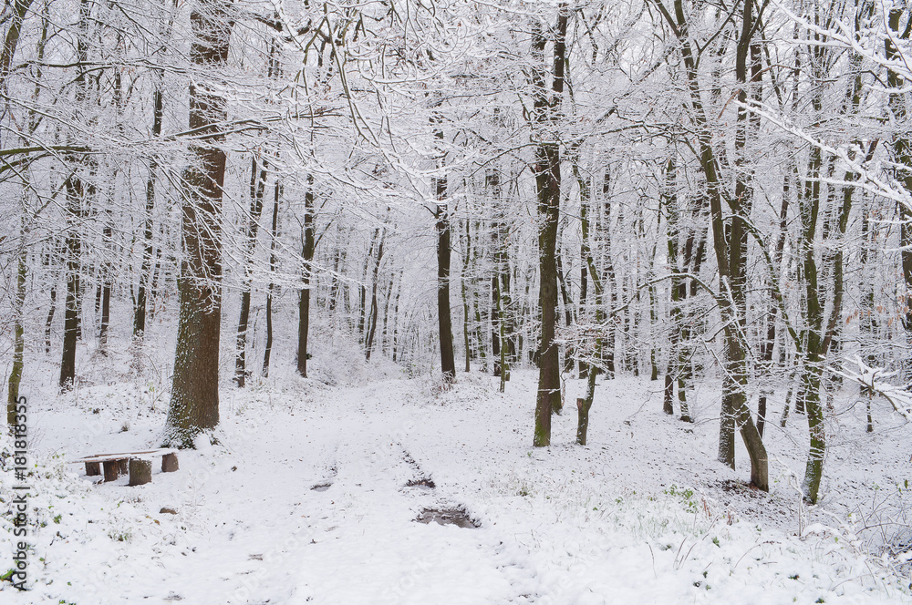 Forest path in snow-covered winter forest Forest path in snow-covered winter forest