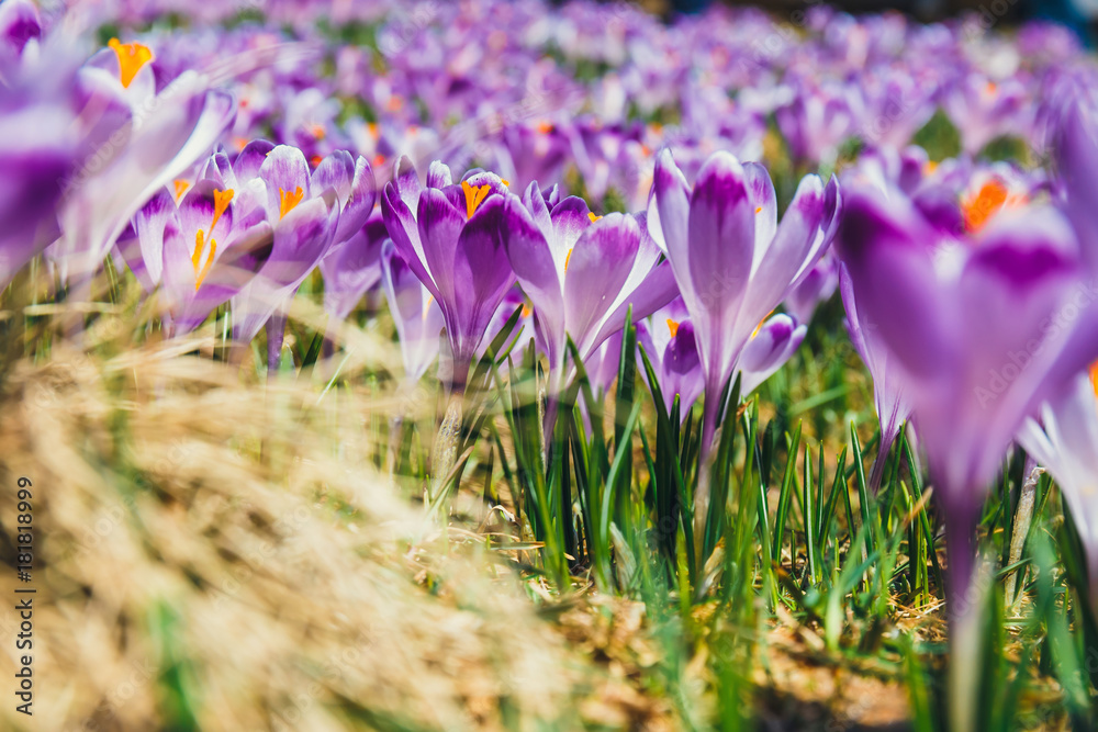 Blooming violet crocuses in Tatra Mountains, spring flower