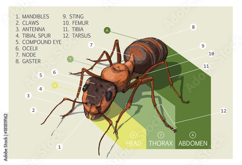 Ant structure. Vector diagram. Can be used as a teaching aid for entomology