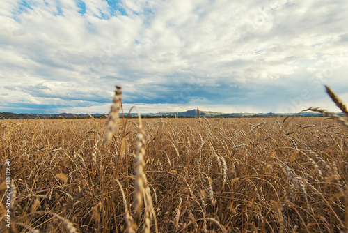 wheat field in mountains on...